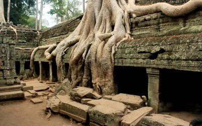 ta-prohm-tree-copy1