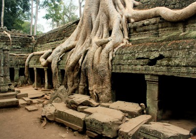ta-prohm-tree-copy1